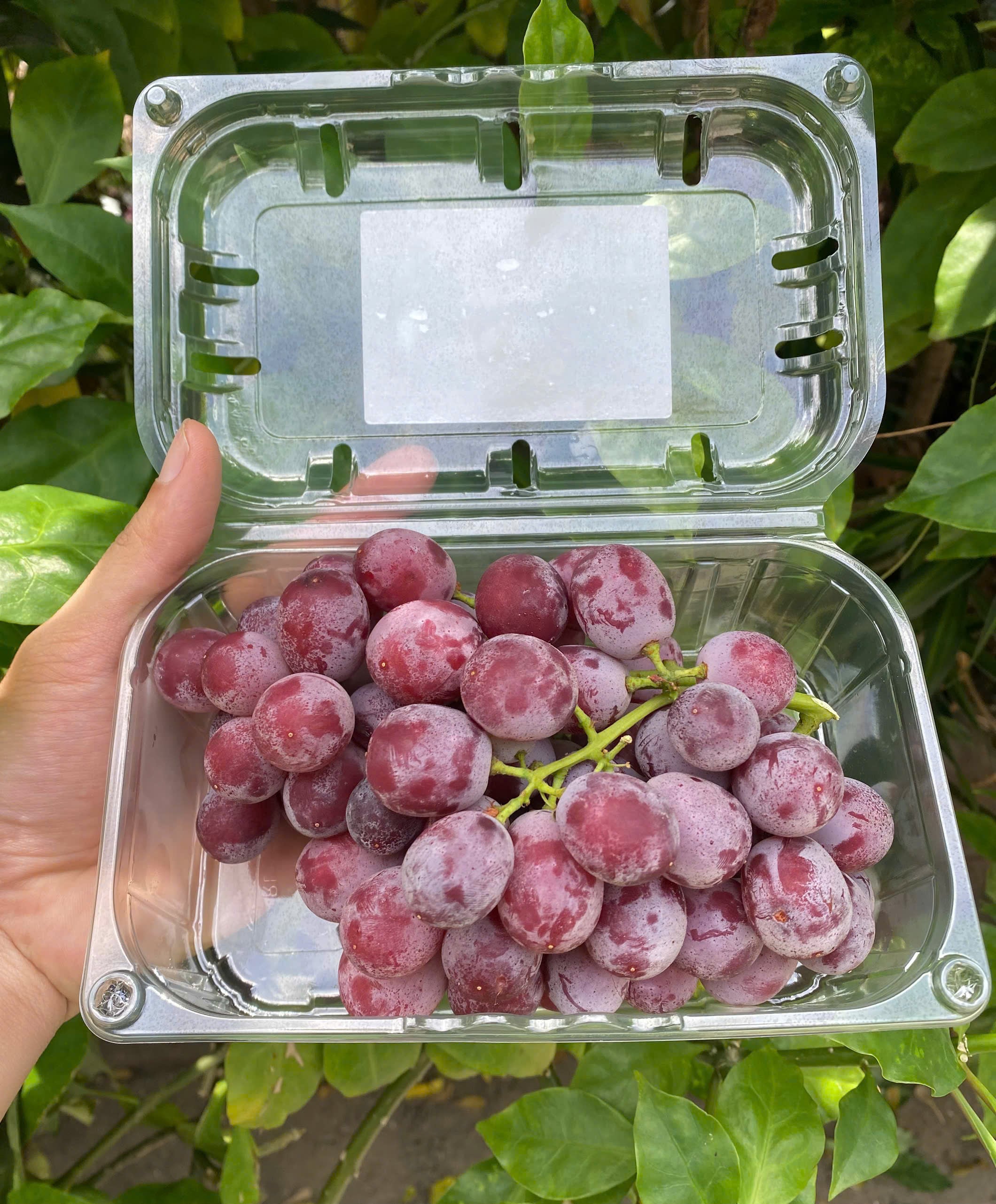 Nho kẹo Mỹ