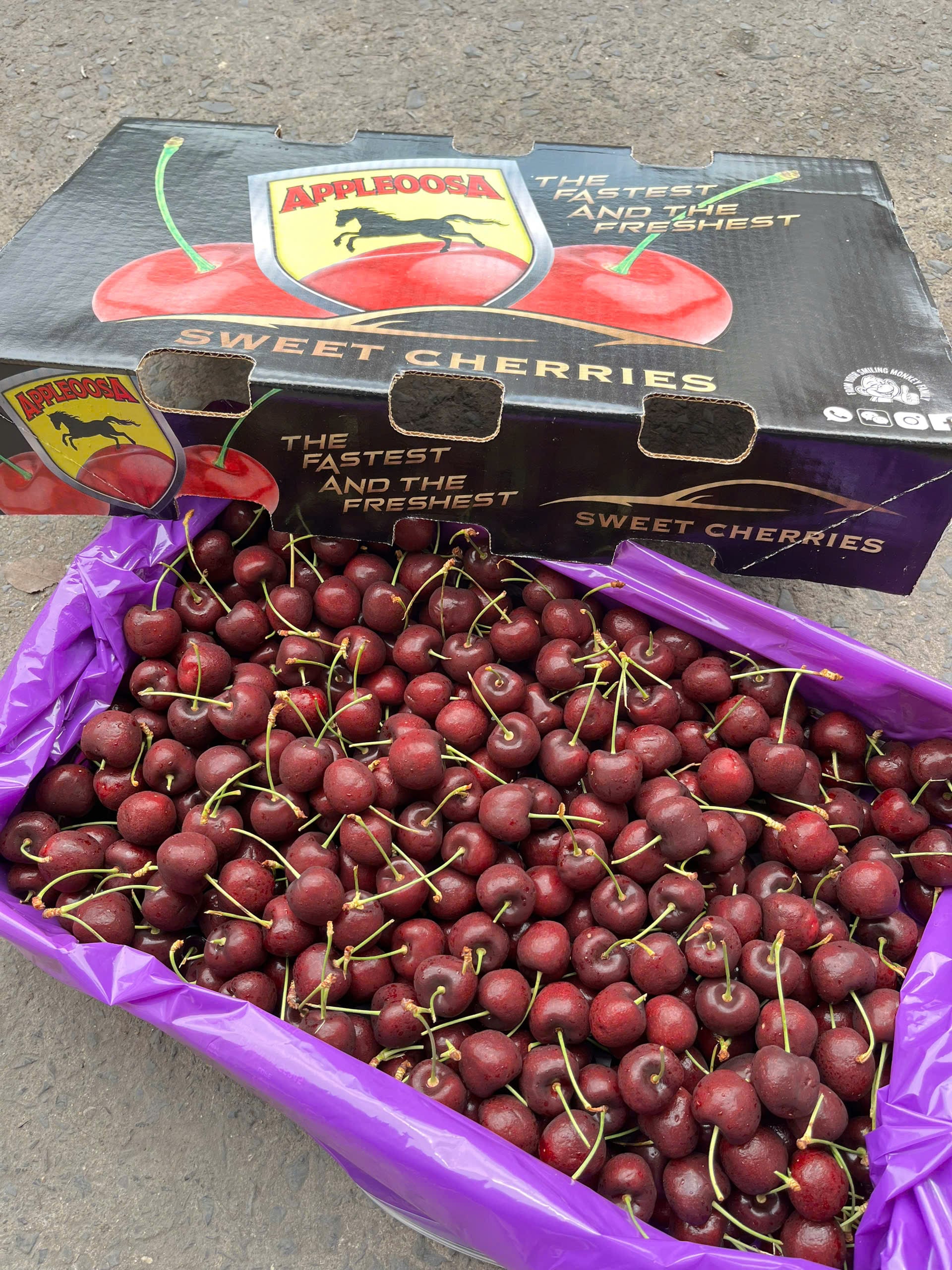 Cherry Mỹ Size 10